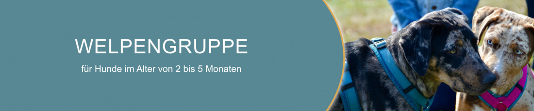 Welpengruppe