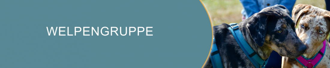 Welpengruppe